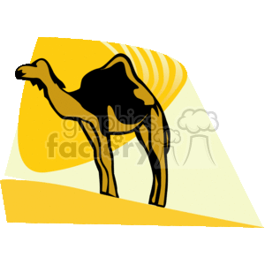 Arabian camel