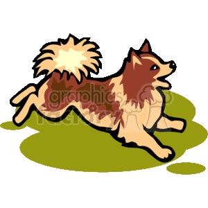 Small dog with fluffy tail