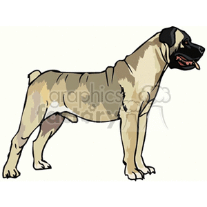 Bullmastiff Dog