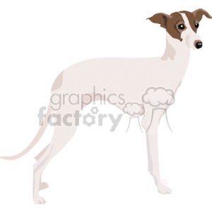 Illustration of a Greyhound Dog - Canine