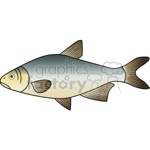 Illustration of a Fish Resembling a Salmon