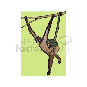 Clipart image of a mother monkey swinging from a branch with a baby monkey clinging to her.