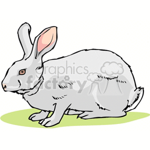 The clipart image depicts a single grey rabbit sitting on a green surface. The rabbit has prominent pink ears and is detailed with shading to give a sense of volume.