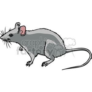 The image shows a clipart illustration of a grey mouse. The mouse has prominent ears, a long tail, and whiskers.