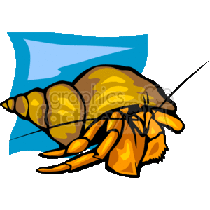 Hermit crab