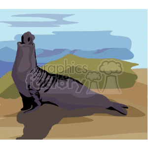 Elephant seal on beach