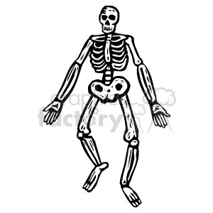 This clipart image features a black and white illustration of a human skeleton. The image includes the skull, rib cage, spine, pelvis, limbs, and the major bones within them, such as the femur, tibia, fibula, humerus, radius, and ulna.