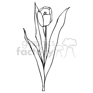 Black and White Tulip - Elegant Floral Design