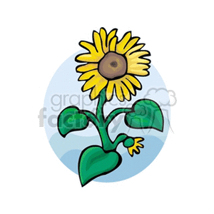 sunflower1312