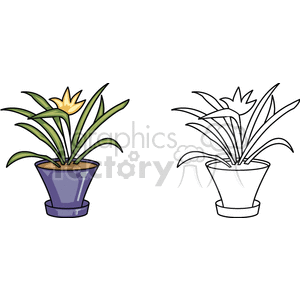 Potted Plant with Yellow Flower