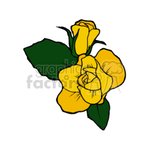 Yellow rose