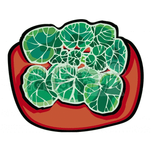 Clipart image of green saxifrage plant leaves in a reddish-brown container.