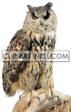 In this close-up image, an owl is perched on a stump, its wings tucked in close and its beak closed. The owl's feathers are a mottled mix of brown and white, Its large, round eyes are dark brown, and its pointed ears are upright, giving it a slight alertness. Its claws are extended and sharp, and its feathers look soft and smooth. 