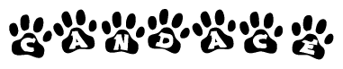 The image shows a series of animal paw prints arranged in a horizontal line. Each paw print contains a letter, and together they spell out the word Candace.