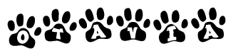 The image shows a row of animal paw prints, each containing a letter. The letters spell out the word Otavia within the paw prints.