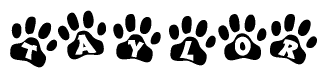 The image shows a series of animal paw prints arranged in a horizontal line. Each paw print contains a letter, and together they spell out the word Taylor.