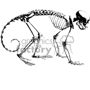 Clipart image of a skeleton of a primate, likely a monkey or ape, depicted in a walking or crawling pose.