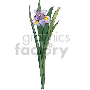 Clipart image of a purple and yellow iris flower with long green leaves.