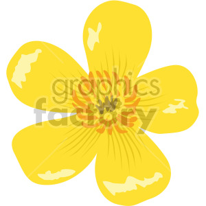 Buttercups flower