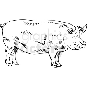   The clipart image depicts a black and white line drawing of a pig. The pig appears to be standing and is shown in profile with visible details such as the snout, ears, tail, and hooves. 
