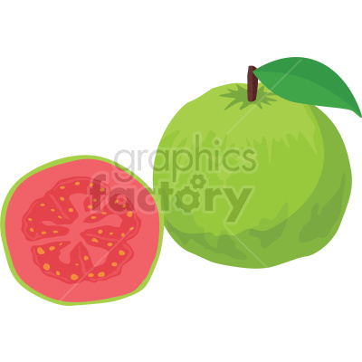 guava fruit vector clipart