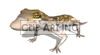 animated gecko