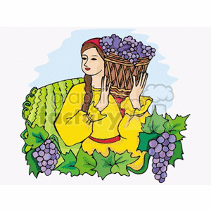 Lady harvesting grapes in a vineyard