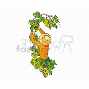 The clipart image features bunches of green grapes hanging from vines with green leaves. There's a woman wearing a hat, appearing to be harvesting the grapes in a vineyard setting.