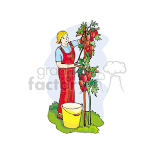 Boy in overalls tending a tomato plant