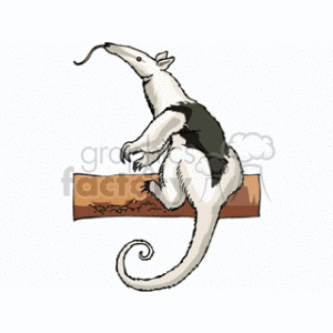 Anteater Illustration on Branch