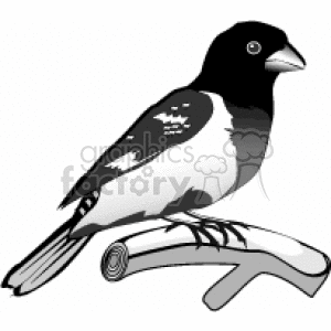 This clipart image features a stylized black and white illustration of a bird perched on a branch. The bird has a distinct black head and white speckled body, suggesting it could represent a specific species.