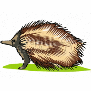This clipart image depicts an echidna walking on a green surface. The echidna is characterized by its spiny coat, which is similar to quills, a pointed snout, and a hunched, rounded body posture typical of the species.