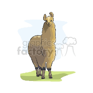 The image is a clipart depiction of a single llama. The llama is standing on what appears to be a patch of grass, and there is a hint of a blue sky in the background, which might suggest an outdoor setting. The llama looks calm and is facing towards the viewer. There is no clear indication of fury or a desert environment from the provided image.