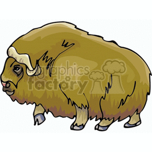 Bison Illustration