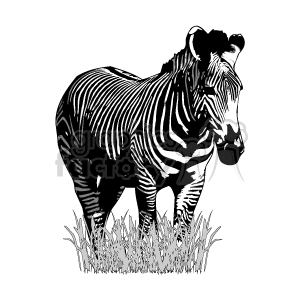 The image is a black and white clipart illustration of a single zebra standing in a field of grass. The zebra is depicted with its distinctive stripes and is looking to the side.