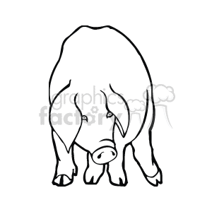 Pig standing facing you line drawing