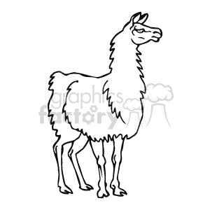 The black and white drawing shows a llama standing on all four legs. The llama has fluffy fur and is facing towards the right
