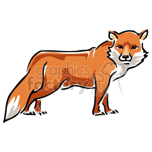 Orange Fox - Wild Animal