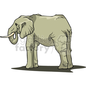 Large African elephant with tusks