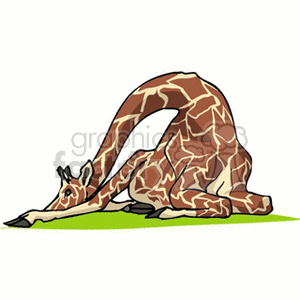 This clipart image features a giraffe in a resting position with its long neck bent towards the ground. The giraffe is stylized with distinctive spots and is depicted on a simple green and white background suggesting grass beneath it.