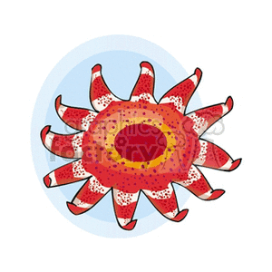 The image is a colorful, illustrated clipart of a sea star (commonly known as a starfish) with a prominent central disc and several radiating arms.