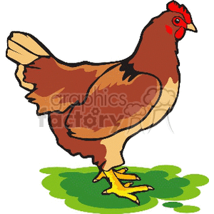 Clipart image of a brown chicken standing on green grass.