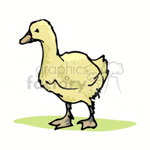 A clipart image of a yellow duckling standing on green grass.