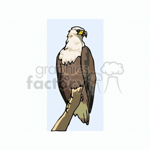 Clipart image of a bald eagle perched on a branch, showcasing its white head, yellow beak, and brown feathers.