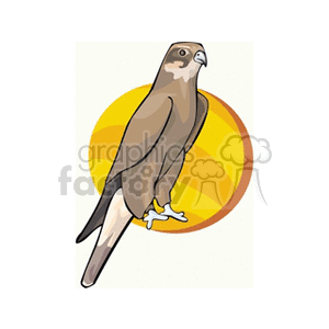 A clipart illustration of a hawk with brown and white feathers, perched with a yellow circle background.