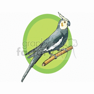 A clipart image of a cockatiel bird perched on a wooden stick with a green oval background.