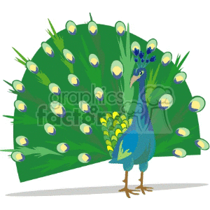 A colorful clipart image of a peacock with its tail feathers fully fanned out.