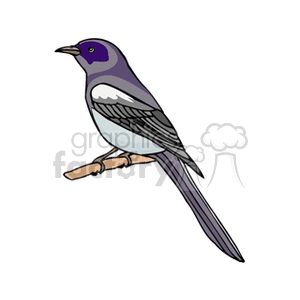 Clipart image of a purple bird perched on a branch, featuring detailed feathers and a long tail.