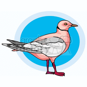 Clipart image of a bird with a pink body, white and gray wings, and a blue circular background.