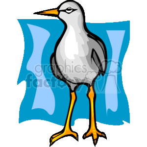 Seagull with blue background
